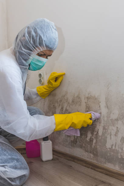 Best Crawl Space Mold Remediation  in Barrackville, WV