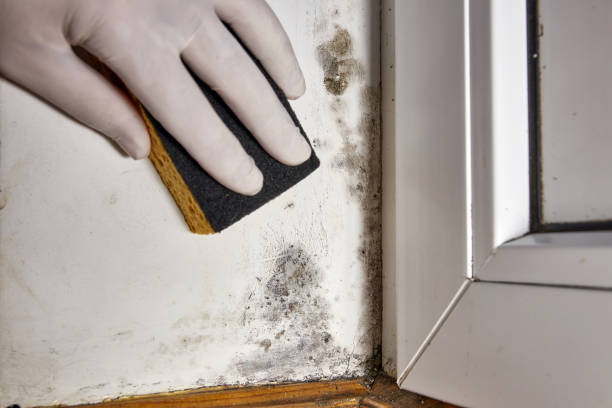 Best HVAC Mold Inspection and Cleaning  in Barrackville, WV